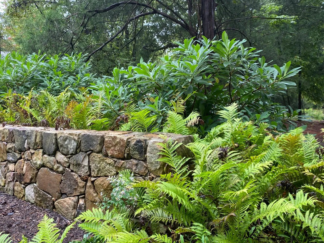 Ferns and leucothoe along the stone wall, wide view