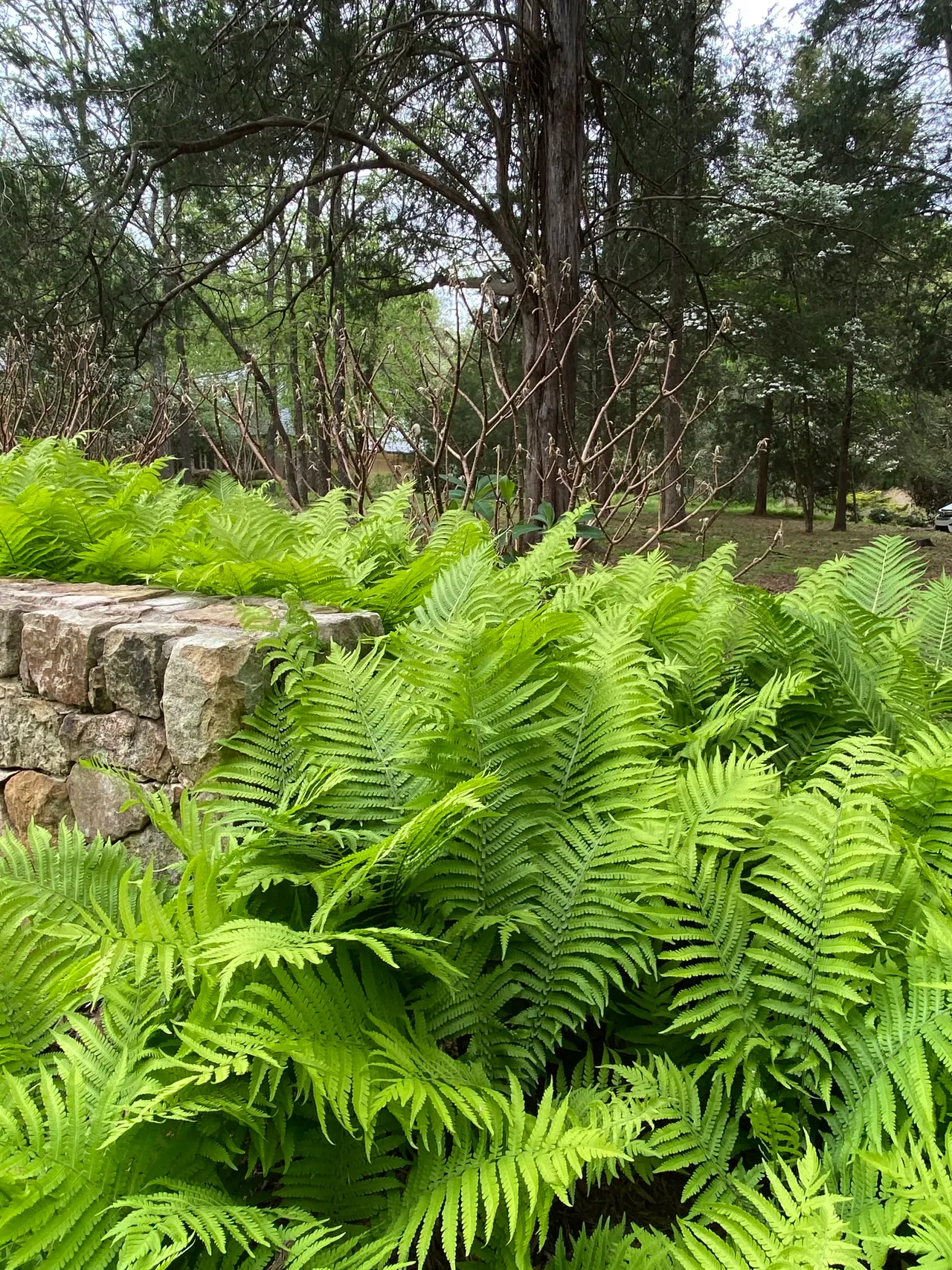 Looking up the stone wall lined with ferns